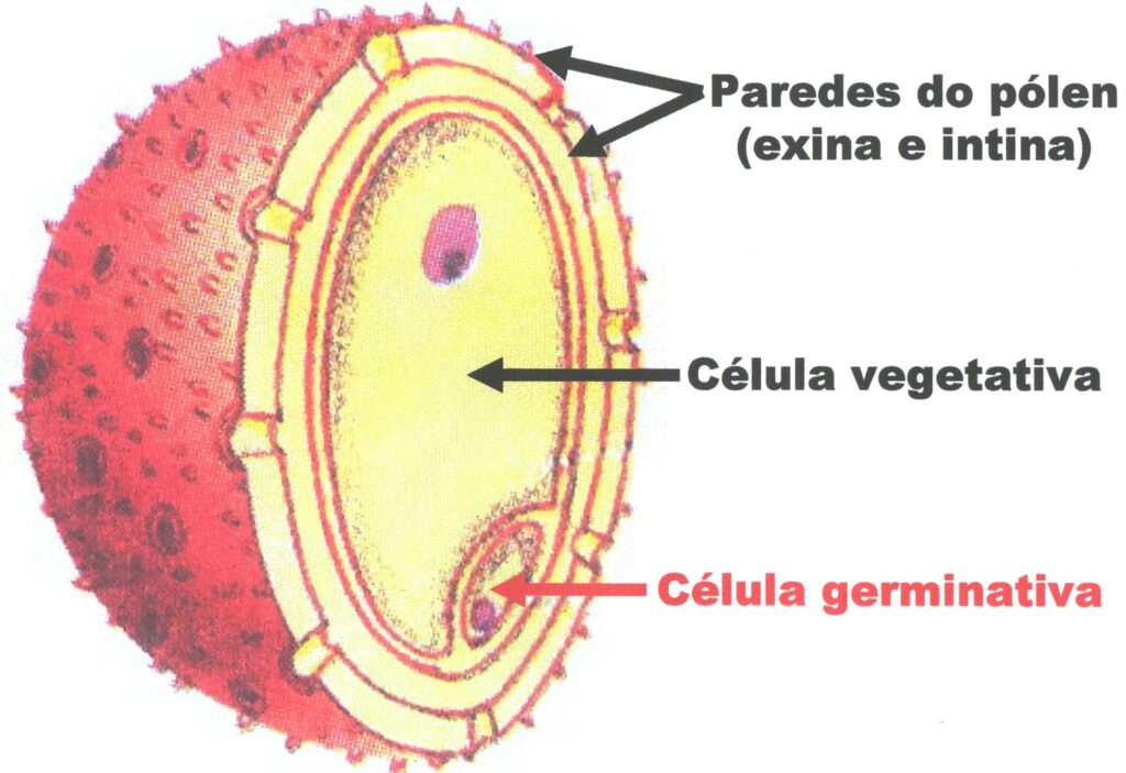 Estrutura de um grão de pólen, representada por uma vista de corte de uma partícula esférica, dividida em quatro camadas, sendo a parede externa (Exina), a parede interna (Intina), e os dois núcleos, que abrigam as células vegetativa e germinativas.
