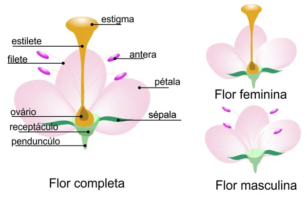 Diagrama Visual que exemplifica a estrutura física e reprodutivo de uma flor feminina, e de uma flor masculina