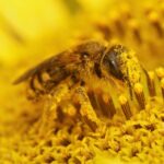 What is pollen?